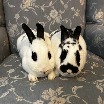Rescue English Spot Rabbits for Adoption in Columbia, Maryland - Estelle (bonded To Bing) | PetCurious