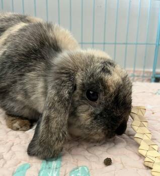 Mini Lop and Harlequin Rabbits Available for Adoption in Great Neck Plaza, New York - Eleanor | PetCurious
