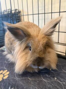 Sarafina (& Scarlet) -  Lionhead Rabbit for Adoption in Marshfield, Wisconsin - Sarafina (& Scarlet) | PetCurious
