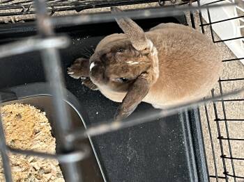 Rescue Mini Lop and Mini Rex Rabbits for Adoption in Medfield, Massachusetts - Pom Pom And Sock- Courtesy Post | PetCurious