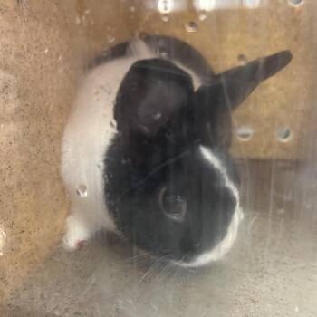 Luf -  American Rabbit for Adoption in Philadelphia, Pennsylvania - Luf | PetCurious