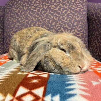Buddy -  Lionhead Rabbit for Adoption in Gansevoort, New York - Buddy | PetCurious
