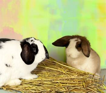 OREO -  Bunny Rabbit Rabbit for Adoption in Fort Lauderdale, Florida - OREO | PetCurious