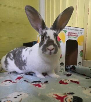 Lindsay Lou -  English Spot Rabbit for Adoption in Crystal Lake, Illinois - Lindsay Lou | PetCurious