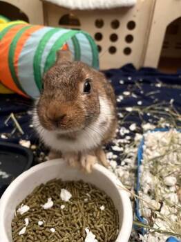 Chippy -  Dutch Rabbit for Adoption in Melbourne, Florida - Chippy | PetCurious