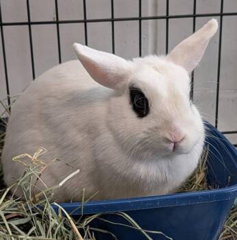 Princess Havok -  Hotot Rabbit for Adoption in Yorkville, Illinois - Princess Havok | PetCurious
