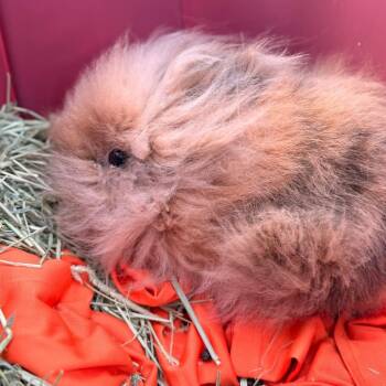 Angora Rabbit Rabbits Available for Adoption - Mochi | PetCurious