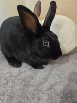 Pepper -  Bunny Rabbit Rabbit for Adoption in Hamilton, Montana - Pepper | PetCurious