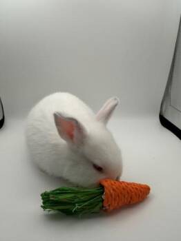 Taylor -  English Spot Rabbit for Adoption in Santa Cruz, California - Taylor | PetCurious