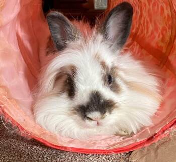 Lala and Loopsy -  Lionhead Rabbit for Adoption in Saint Charles, Missouri - Lala And Loopsy | PetCurious