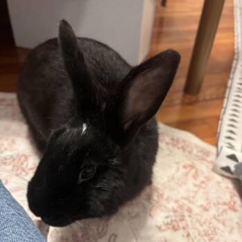 Swan -  Rex Rabbit for Adoption in Warwick, Rhode Island - Swan | PetCurious