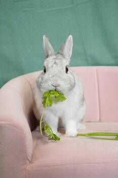 Rescue Dwarf Rabbits for Adoption in Chicago, Illinois - Beans McGee | PetCurious
