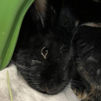 Bambino -  Silver Marten Rabbit for Adoption in Murray, Utah - Bambino | PetCurious