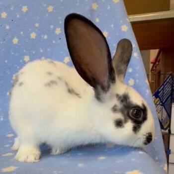 Gingko -  Bunny Rabbit Rabbit for Adoption in Santa Cruz, California - Gingko | PetCurious