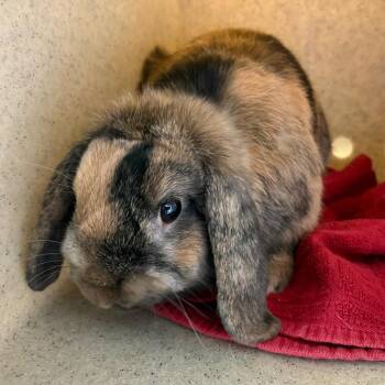 Twix -  Mini Lop Rabbit for Adoption in Pasadena, California - Twix | PetCurious