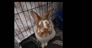 English Spot and Lionhead Rabbits Available for Adoption in Deltona, Florida - Mr. Pickles | PetCurious