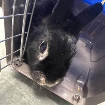 Marvin -  Silver Fox Rabbit for Adoption in Tampa, Florida - Marvin | PetCurious