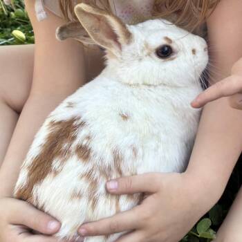 Rex Rabbits Available for Adoption in Melbourne, Kentucky - Bloom | PetCurious