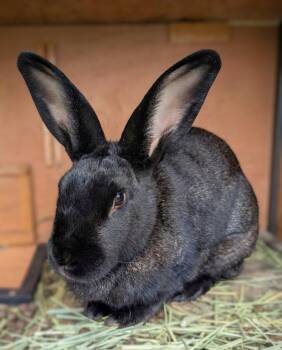 Rex and American Sable Rabbits Available for Adoption in Bow, Washington - Shadow | PetCurious