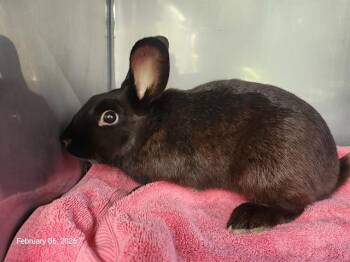Bunny Rabbit Rabbits Available for Adoption - HARRISON* | PetCurious
