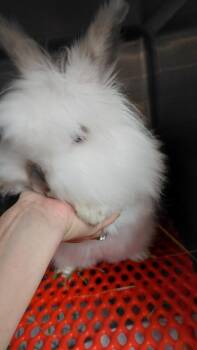 Bunny Rabbit Rabbits Available for Adoption in Cincinnati, Ohio - Mello | PetCurious