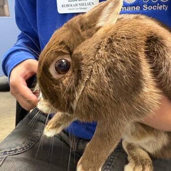 Cocoa -  American Rabbit for Adoption in Dekalb, Illinois - Cocoa | PetCurious