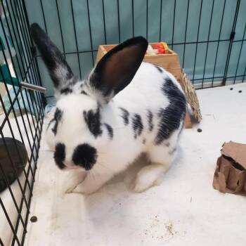 Rescue Bunny Rabbit Rabbits for Adoption in Marshall, Virginia - Chester | PetCurious