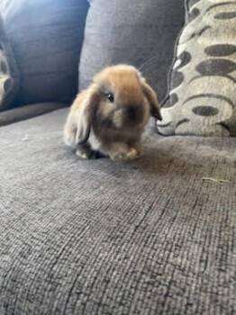 Hano -  Holland Lop Rabbit for Adoption in Santa Cruz, California - Hano | PetCurious
