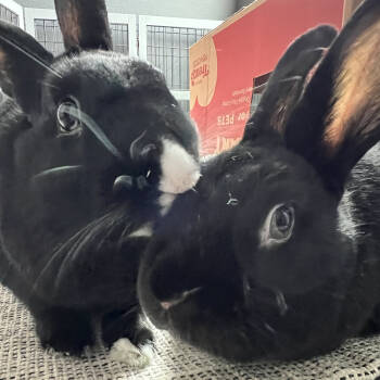 Rescue Havana Rabbits for Adoption in Houston, Texas - Betty And Barnaby | PetCurious