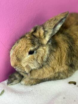 Poblano -  Harlequin Rabbit for Adoption in Saint Charles, Missouri - Poblano | PetCurious