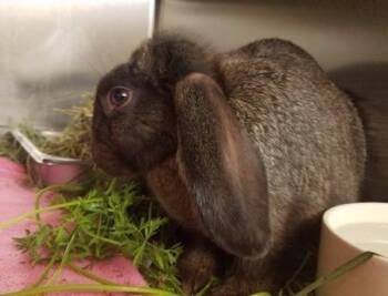 Anthony (part of a bonded pair) -  Bunny Rabbit Rabbit for Adoption in Santa Cruz, California - Anthony (part Of A Bonded Pair) | PetCurious