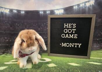 Monty -  Holland Lop Rabbit for Adoption in Columbus, Ohio - Monty | PetCurious