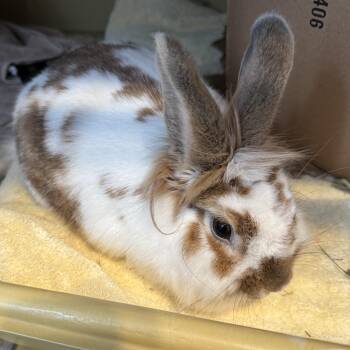 Cheesecake -  American Rabbit for Adoption in Reisterstown, Maryland - Cheesecake | PetCurious