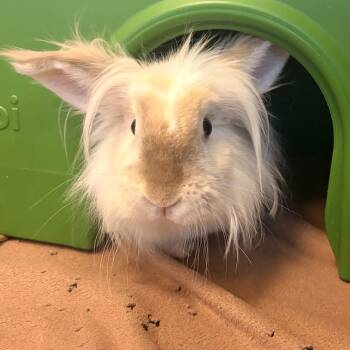 Teddy -  Lionhead and Bunny Rabbit Rabbit for Adoption in Murray, Utah - Teddy | PetCurious