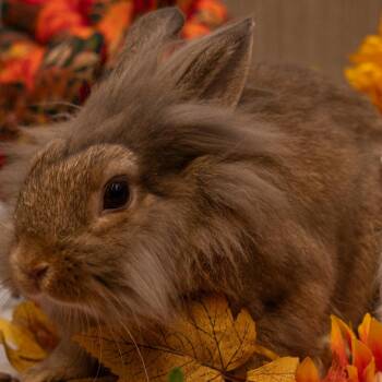 Lionhead Rabbits Available for Adoption in Napa, California - Bagel | PetCurious