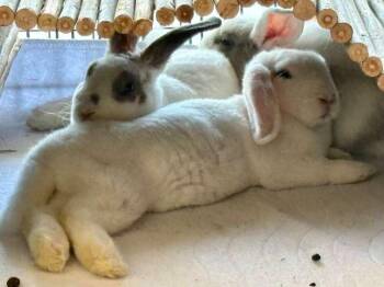 Denali -  Lop Eared Rabbit for Adoption in Melbourne, Florida - Denali | PetCurious