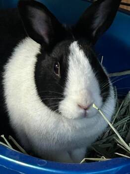 Rescue Dutch Rabbits for Adoption in San Antonio, Texas - Lola | PetCurious