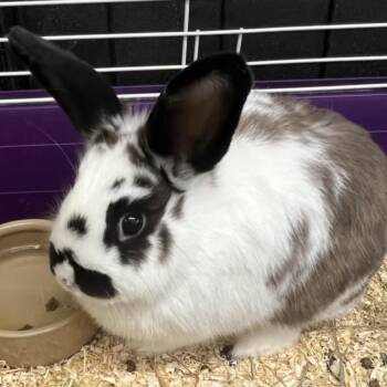 English Spot Rabbits Available for Adoption in Andover, Connecticut - Amelia | PetCurious