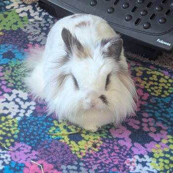 Rescue Lionhead Rabbits for Adoption in Minneapolis, Minnesota - Eevee | PetCurious