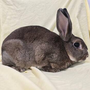 Honey Bun -  American Rabbit for Adoption in Evansville, Indiana - Honey Bun | PetCurious