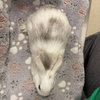 American Rabbits Available for Adoption in Warwick, Rhode Island - Domino | PetCurious