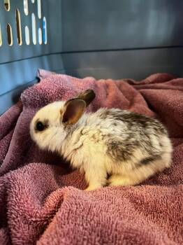 BUBBLES -  Bunny Rabbit Rabbit for Adoption in West Valley City, Utah - BUBBLES | PetCurious