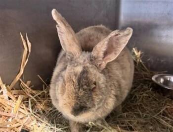 ZADE -  Bunny Rabbit Rabbit for Adoption in Anchorage, Alaska - ZADE | PetCurious