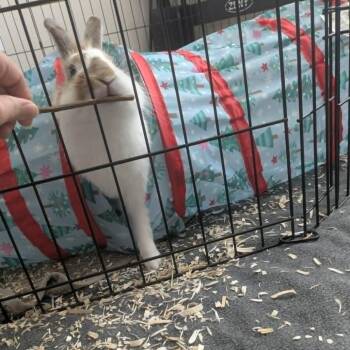 Marshall -  Bunny Rabbit Rabbit for Adoption in West Olive, Michigan - Marshall | PetCurious