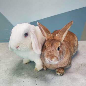 Harlequin Rabbits Available for Adoption in Murrieta, California - Sesame (bonded To Sapphire) | PetCurious