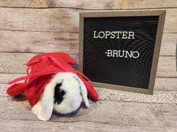 Bruno -  Lop Eared Rabbit for Adoption in Columbus, Ohio - Bruno | PetCurious