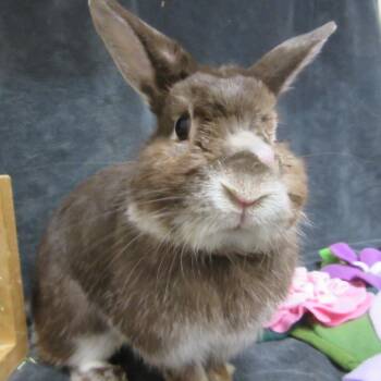 Thumper -  Silver Marten Rabbit for Adoption in Wilmington, Delaware - Thumper | PetCurious