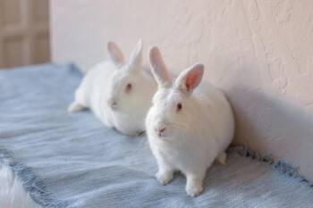 Rescue Bunny Rabbit Rabbits for Adoption - Autumn And Winter | PetCurious