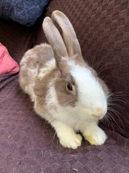 Sadie -  Dutch Rabbit for Adoption in Los Angeles, California - Sadie | PetCurious