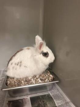 Daphne -  Lionhead Rabbit for Adoption in Fairfax, Virginia - Daphne | PetCurious